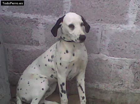 Foto del perro Bongo