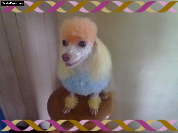 La foto del perro
