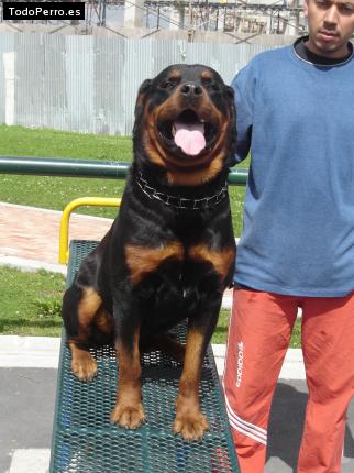 La foto del perro