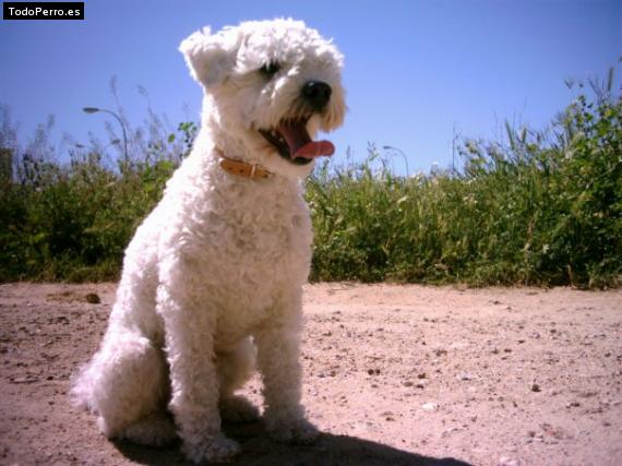 La foto del perro Epi Foto del perro Epi