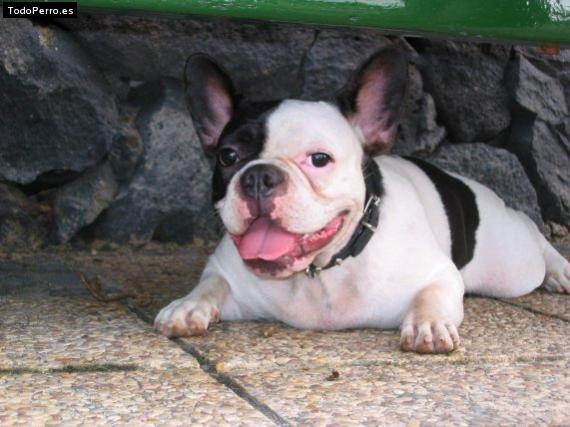 La foto del perro Percy Foto del perro Percy