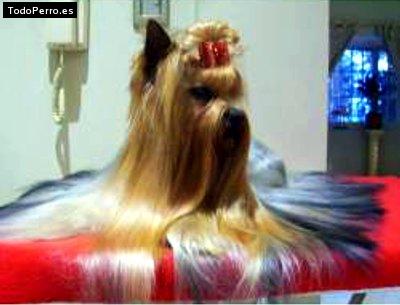 Foto del perro Mia