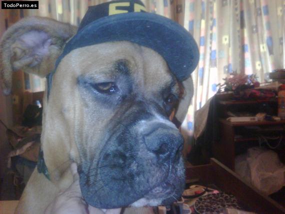 La foto del perro