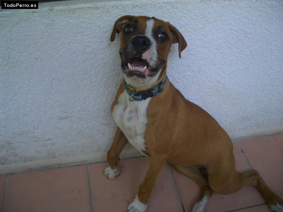 Foto del perro Hashira