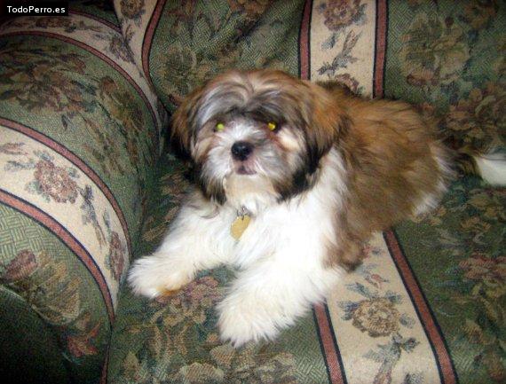 Foto del perro Cooki