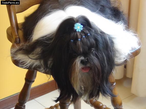 La foto del perro