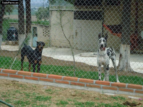 La foto del perro
