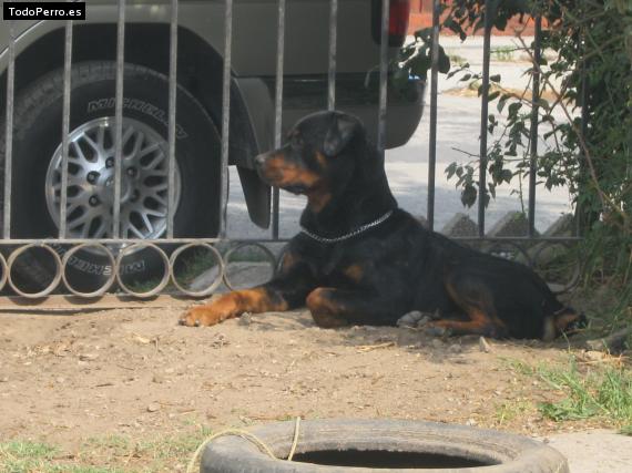 La foto del perro