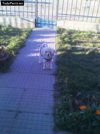 La foto del perro