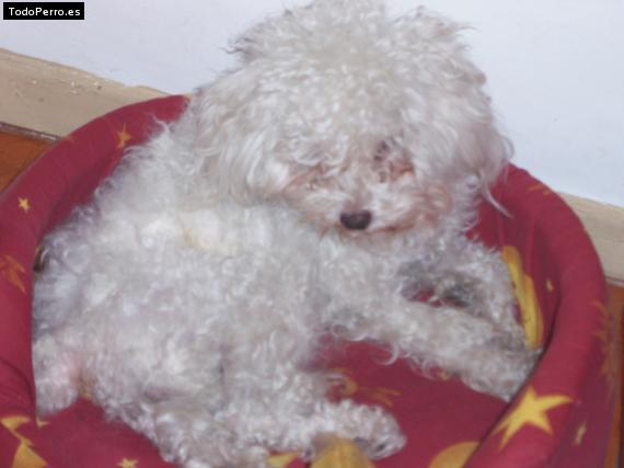 La foto del perro