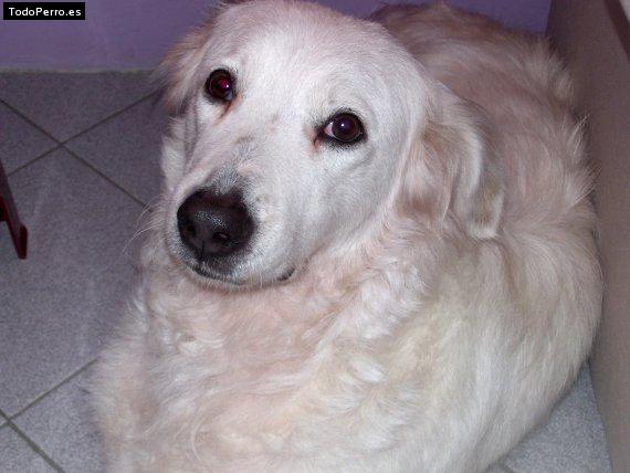 Foto del perro Estrella