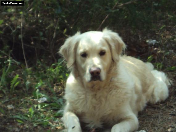 Foto del perro Tara