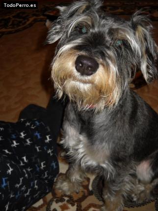 La foto del perro