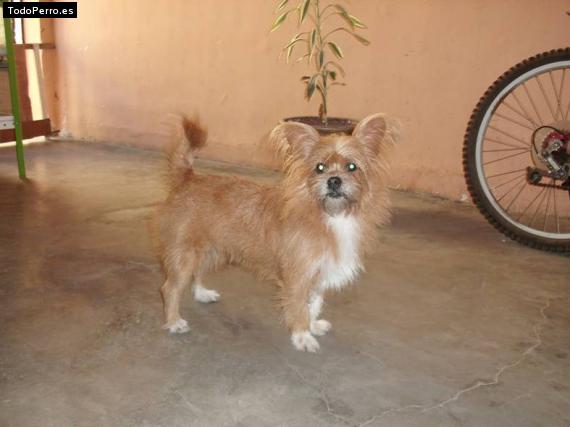 Foto del perro Chispa