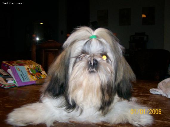 La foto del perro