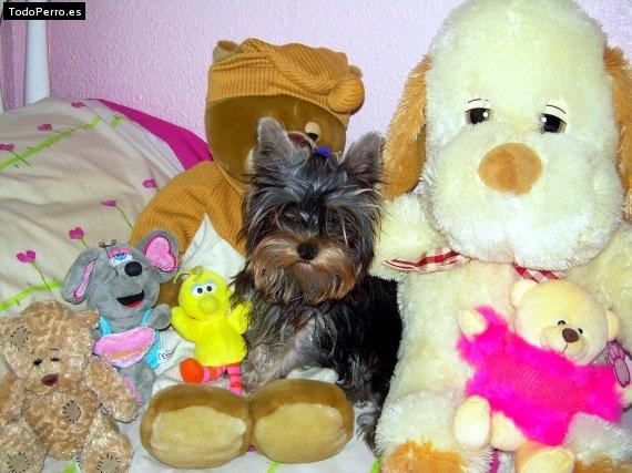 La foto del perro Dandi Foto del perro Dandi