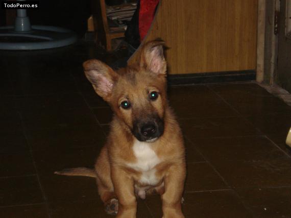 La foto del perro Hercules Foto del perro Hercules