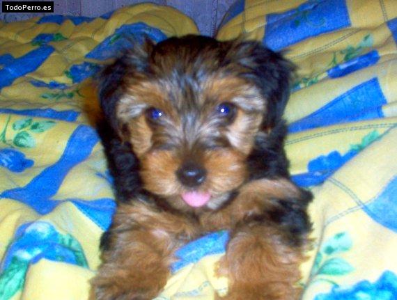 Foto del perro Camila