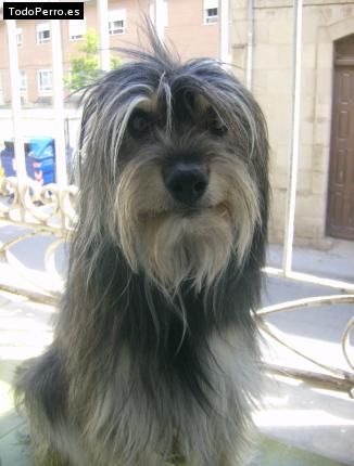 Foto del perro Rayo