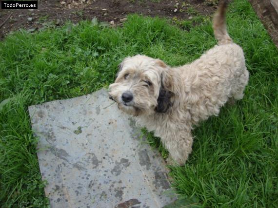 La foto del perro Junior Foto del perro Junior