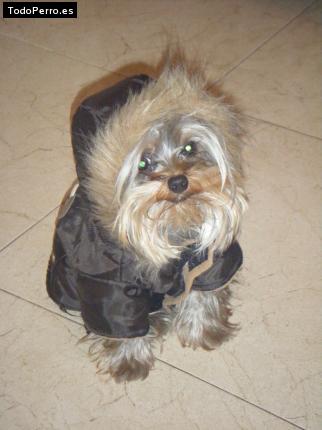 La foto del perro