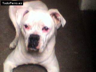 La foto del perro Sacha Foto del perro Sacha