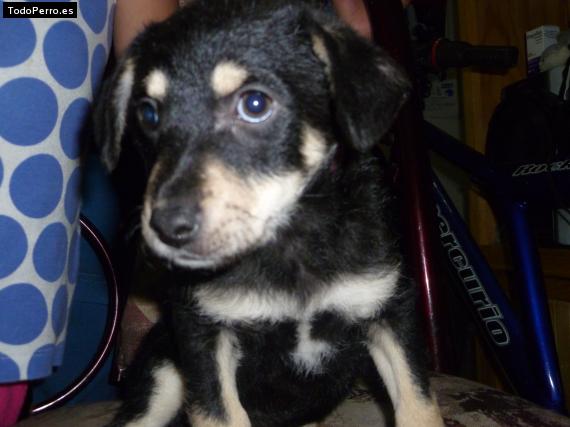 La foto del perro Quiara Foto del perro Quiara