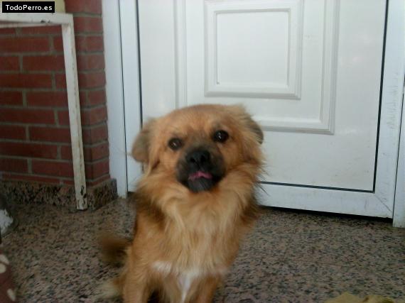 La foto del perro Wolf Foto del perro Wolf