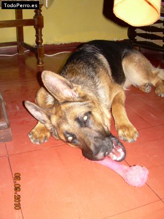 La foto del perro