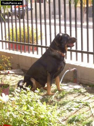 La foto del perro