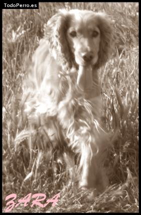 La foto del perro