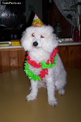 La foto del perro