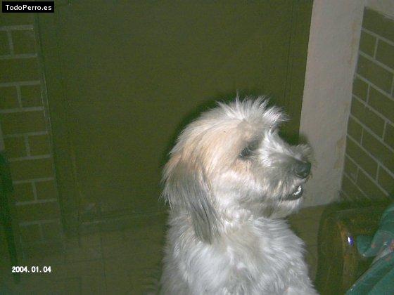 La foto del perro Coqueta Foto del perro Coqueta