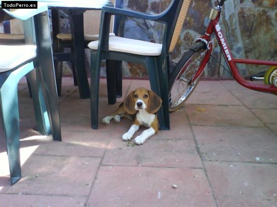 La foto del perro