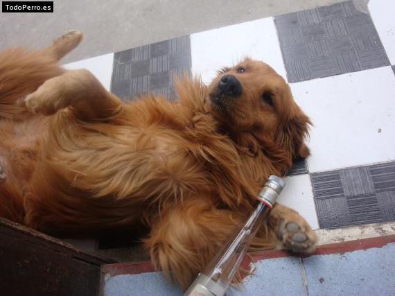 La foto del perro