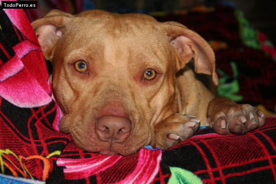 Foto del perro Tasha
