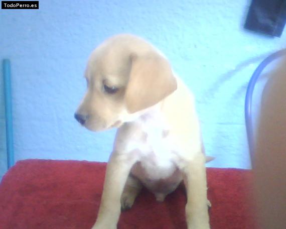 Foto del perro Rabito