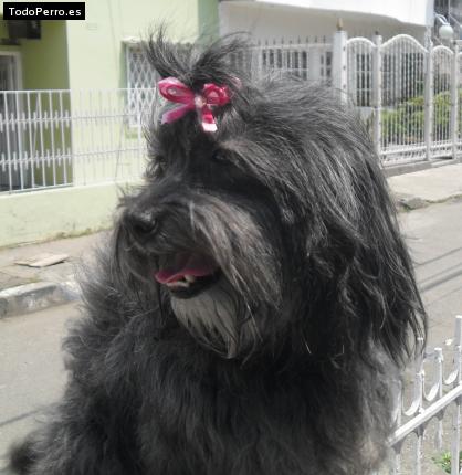 La foto del perro