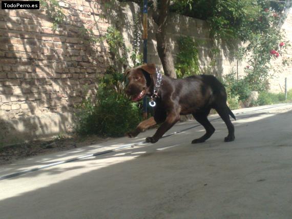La foto del perro