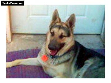 Foto del perro Melvin