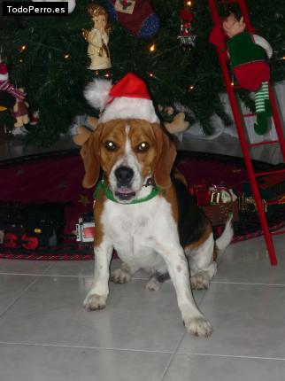 La foto del perro