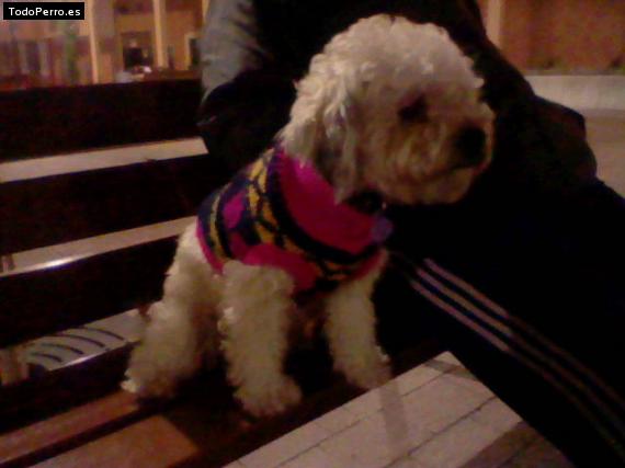 La foto del perro