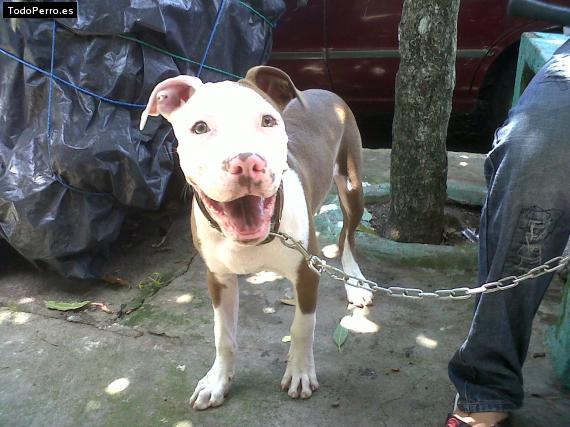 Foto del perro Huezo