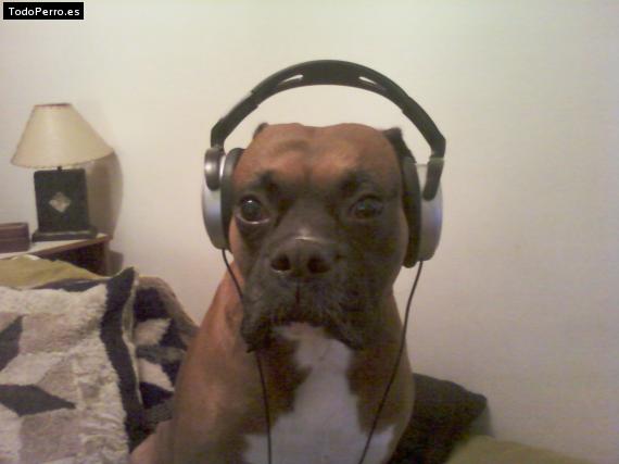 La foto del perro