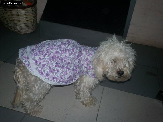 La foto del perro Jazzmin Foto del perro Jazzmin