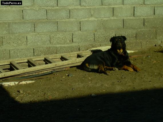 La foto del perro