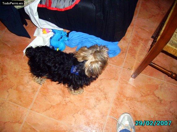 Foto del perro Willy