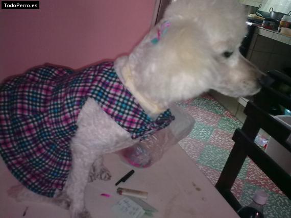 La foto del perro