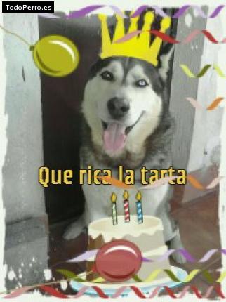 La foto del perro