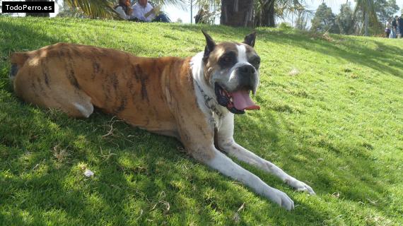 Foto del perro Junior